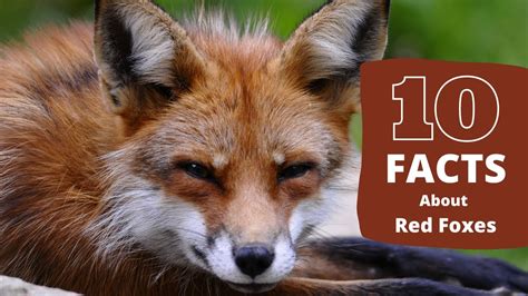 狐狸|Foxes: Facts & Pictures